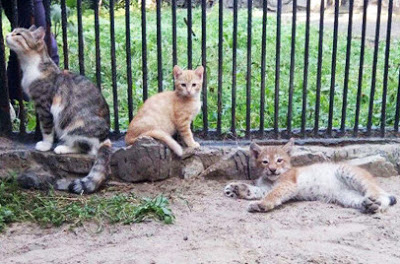 Кошка выкормила рысь. Мама... Кошка выкормила рысь. Мама...
