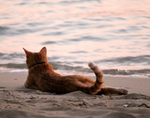 Коты и море