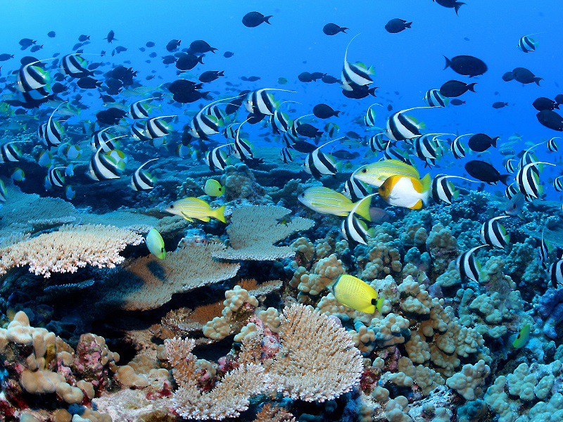 Многообразие красок Большого барьерного рифа  подводный мир, природа, тропики
