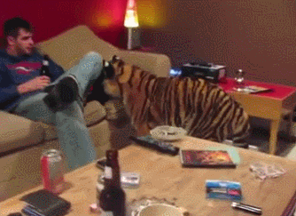 Большие кошки кошачьими делами, смешные тигры львы, анимация большие кошки, анимация тигры львы