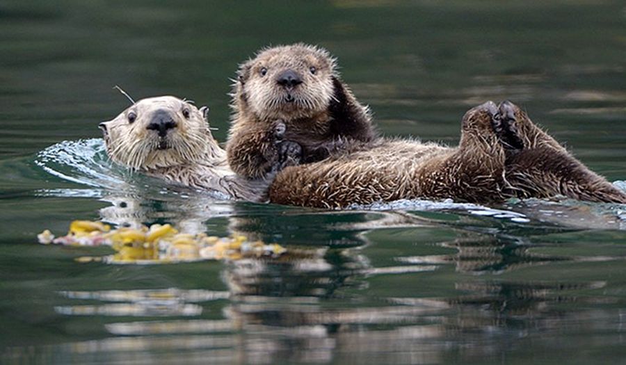 NewPix.ru - ������������ ���������� ��������