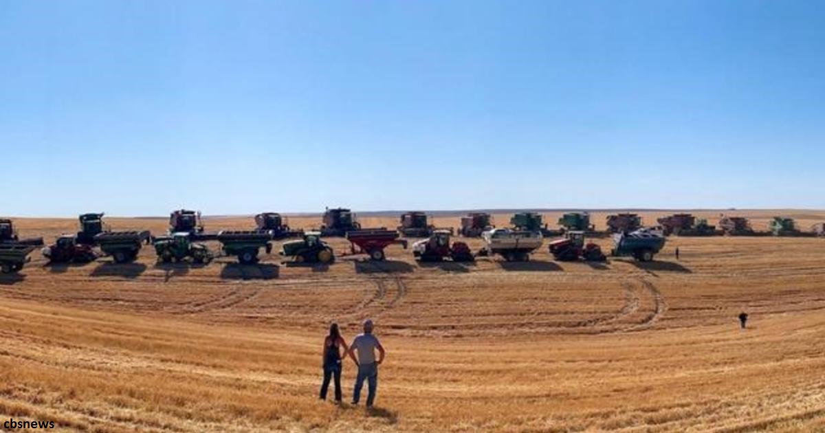 Фермеры собрали урожай пшеницы для соседа, борющегося с раком 4 стадии