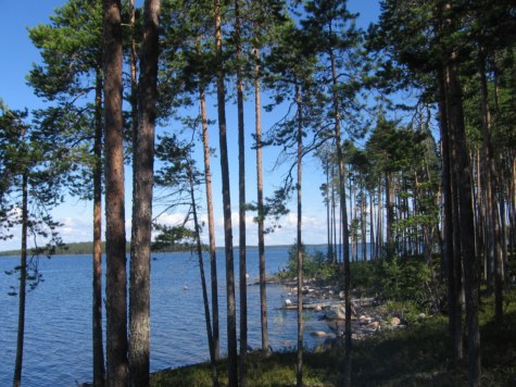 Сегозеро - это сосны, камни и вода до горизонта Сегозеро - это сосны, камни и вода до горизонта