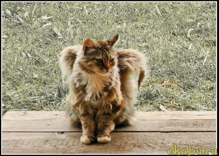 Коты с крыльями! Удивительная кошачья аномалия! Коты с крыльями! Удивительная кошачья аномалия!