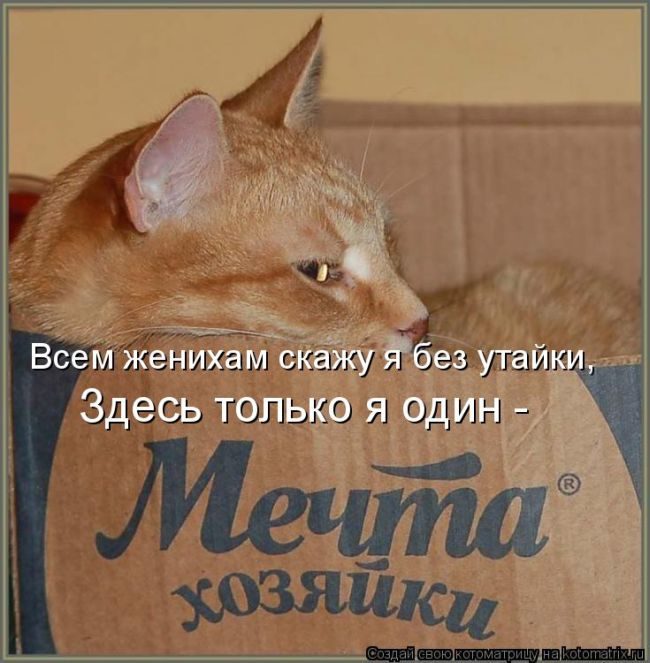 Лучшие котоматрицы недели