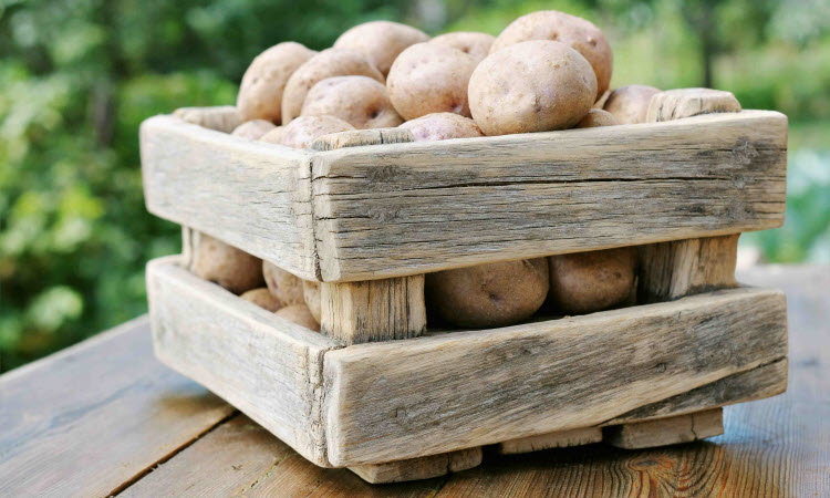 хранение картофеля