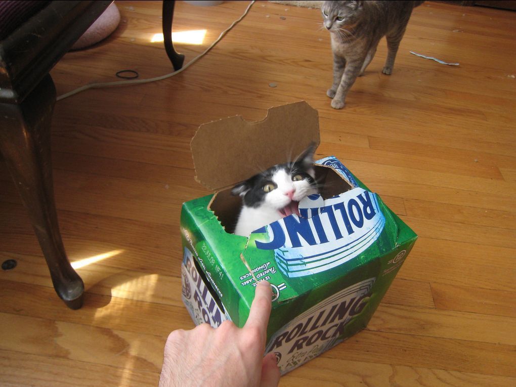 забавные фотографии животных