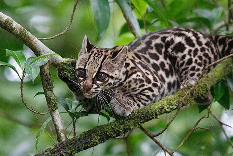 2. Leopardus tigrinus guttulus. Новые животные, зоология, открытия
