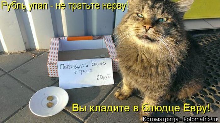 Лучшие котоматрицы недели