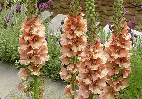 Коровяк (Verbascum) Коровяк (Verbascum)