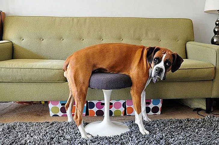 30 неприхотливых собак, которые будут сидеть везде, где им вздумается comfydogs05 30 неприхотливых собак, которые будут сидеть везде, где им вздумается