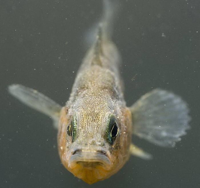 Рыба колючка трехиглая (Gasterosteus aculeatus)