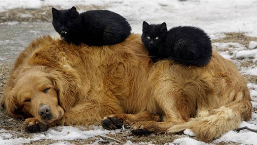Спящие коты