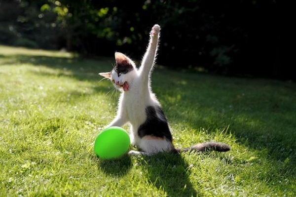 25 самых улётных снимков котов. Это точно поднимет тебе настроение!