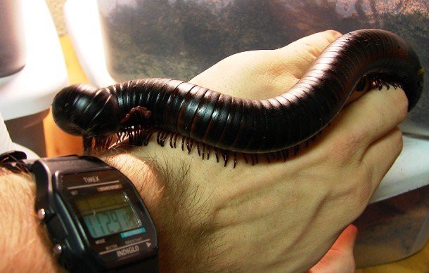 13. Гигантская африканская многоножка (Giant African millipede) 13. Гигантская африканская многоножка (Giant African millipede) животные, факты