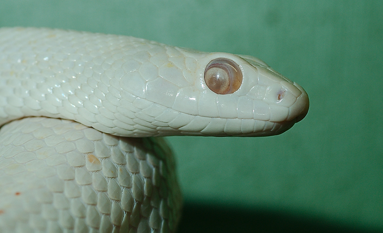 8. Змея Elaphe obsoleta lindheimeri 8. Змея Elaphe obsoleta lindheimeri в мире, змея, красота