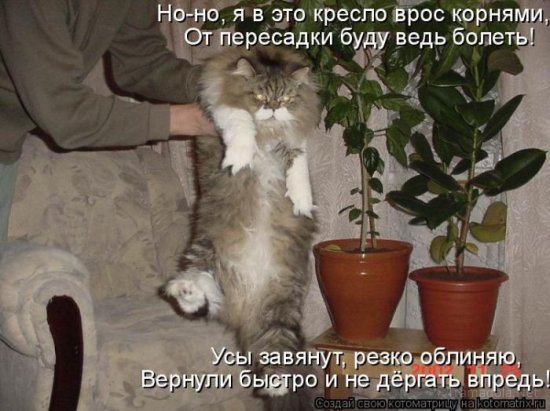 Котоматрица 18