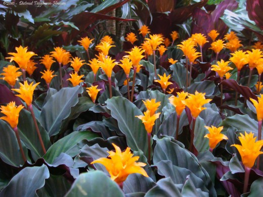   (Calathea crocata)