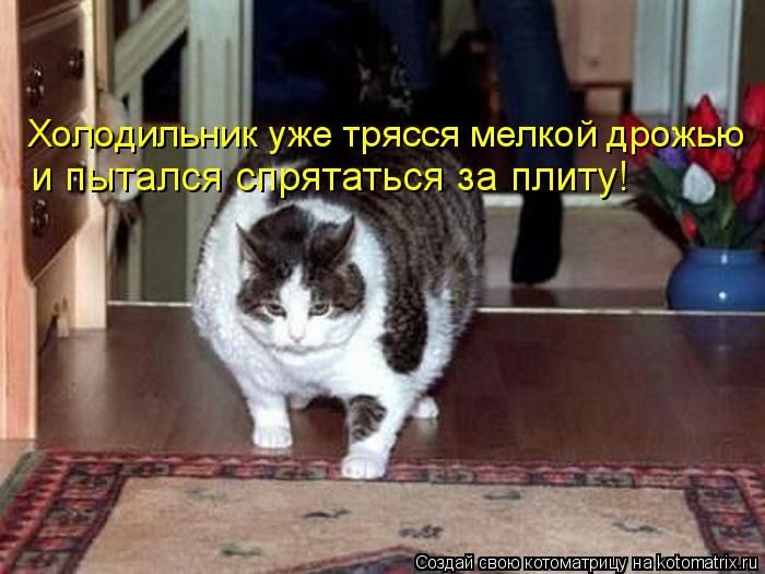 Лучшие котоматрицы прошедшей недели