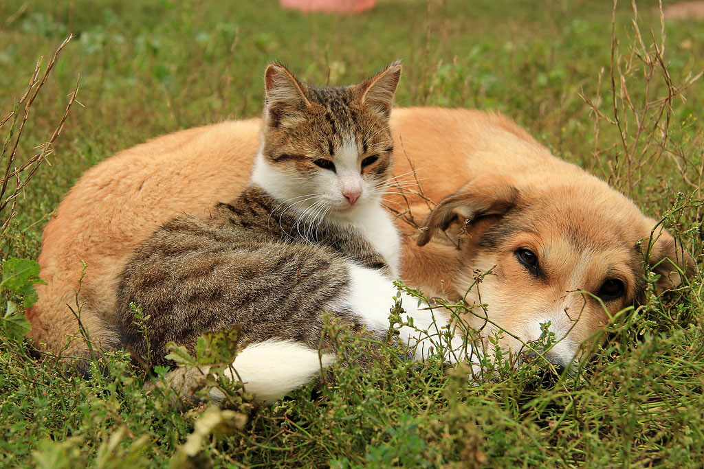 NewPix.ru - Отношения человека и кошки. Красивые фотографии кошек