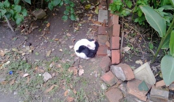 Инь и Янь животные, коты, прикол, юмор