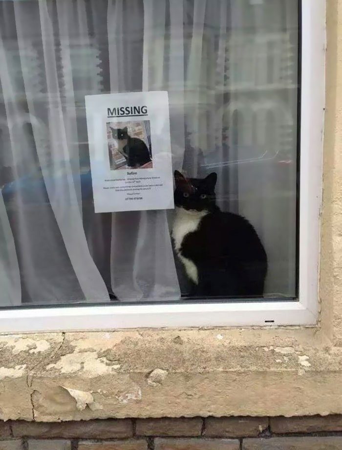 Ох, уж эти кошки!) Ох, уж эти кошки!)