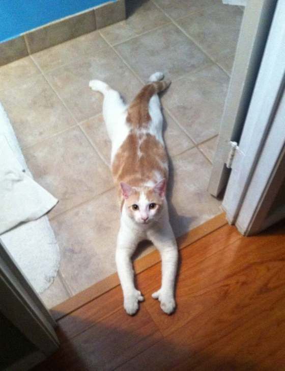 ginger and white polydactyl cat