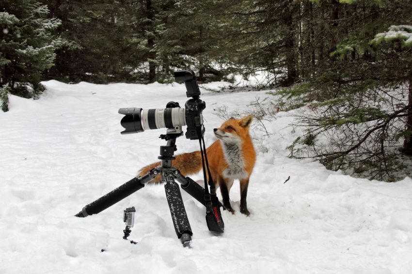 Лиса, Камера, Курьез