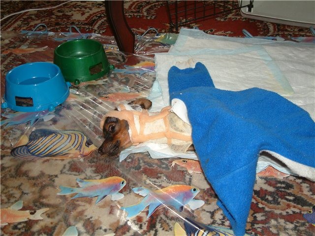 Посмотрите, как любовь и терпение превращает бездомных бродяг в домашних любимчиков. Посмотрите, как любовь и терпение превращает бездомных бродяг в домашних любимчиков.