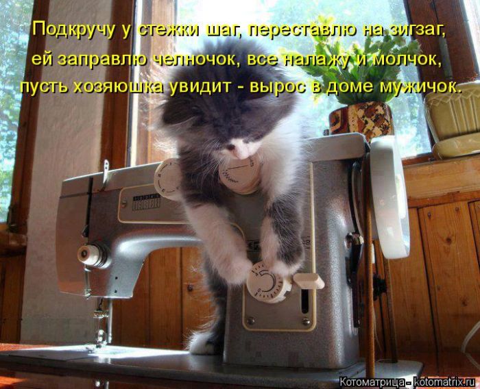 Лучшие котоматрицы недели (49 фото) Забавный котопост