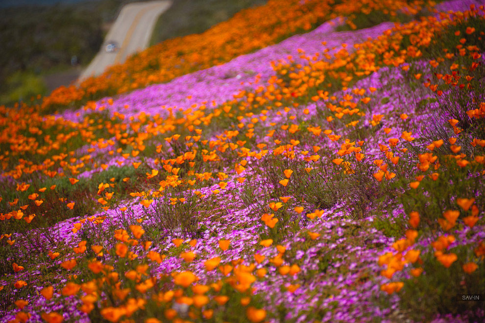Санта-Барбара и цветущее побережье Калифорнии