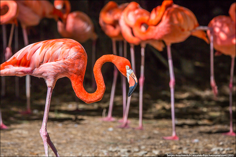 Dominikan flamingo / Доминиканские фламинго
