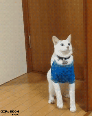 Неловкие моменты из жизни кошек Неловкие моменты из жизни кошек