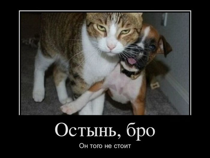 Демотиваторы (30 фото) Демотиваторы (30 фото)