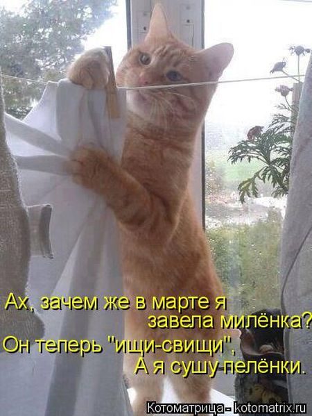 Котейки, собаки и один конь желают всем хорошего настроения!