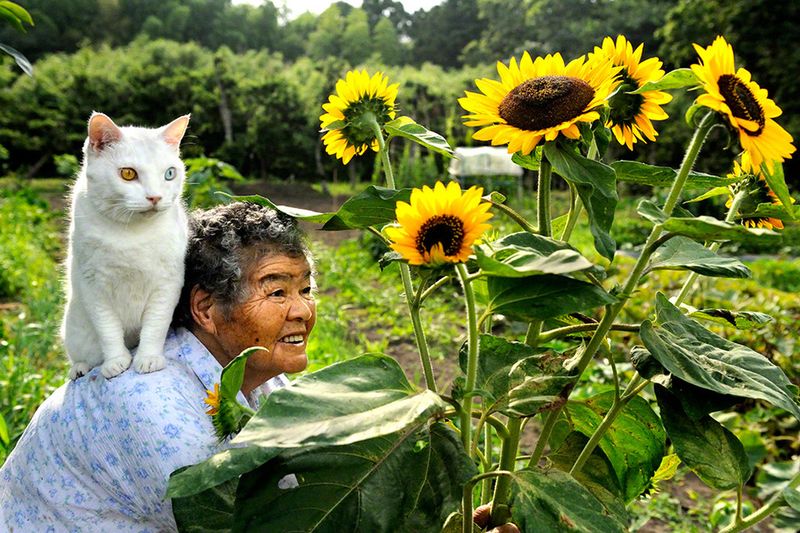 Почему мы любим кошек CatsGoldenHearts05 Почему мы любим кошек