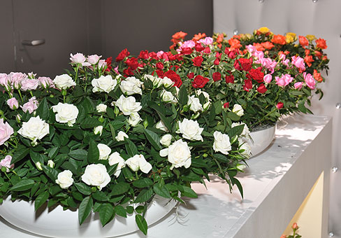 Роза (Rosa) Роза (Rosa)