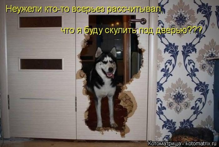 Лучшие котоматрицы недели