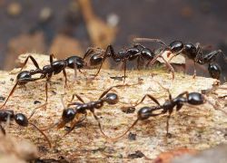 лучшее средство от муравьев