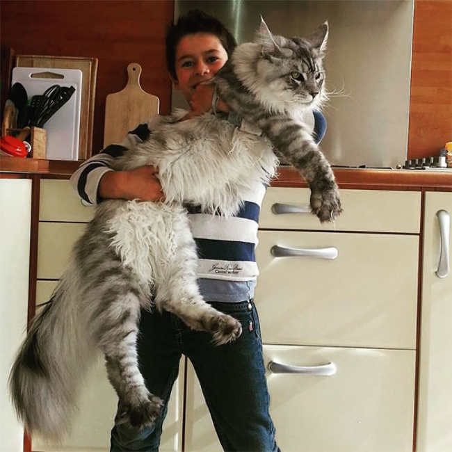 КОШКИН ДОМ. А они совсем не мелкотня! КОШКИН ДОМ. А они совсем не мелкотня!