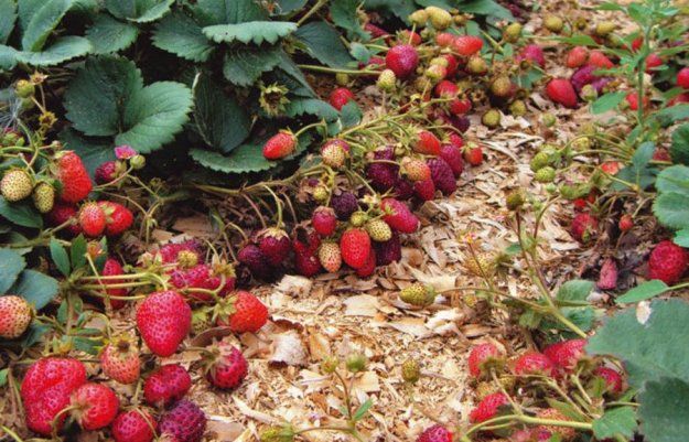 Сажаем землянику лентой или ковром?