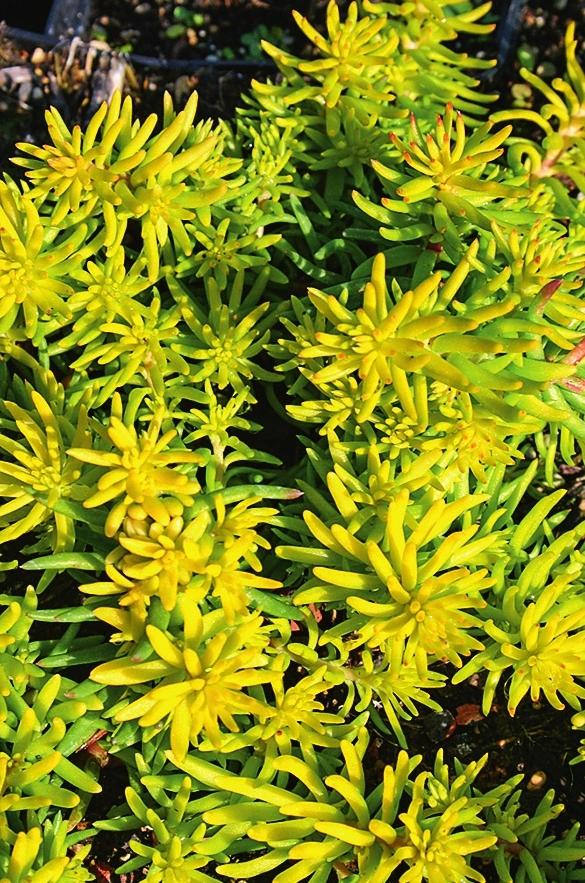   (Sedum reflexum) &amp;amp;amp;amp;amp;amp;amp;amp;amp;amp;lsquo;Angelina&amp;amp;amp;amp;amp;amp;amp;amp;amp;amp;rsquo;