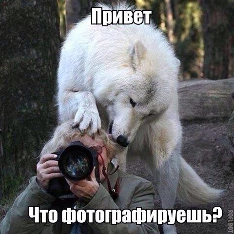 Прикольные фотомемы (31 шт)