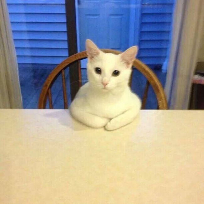 Сидячие коты