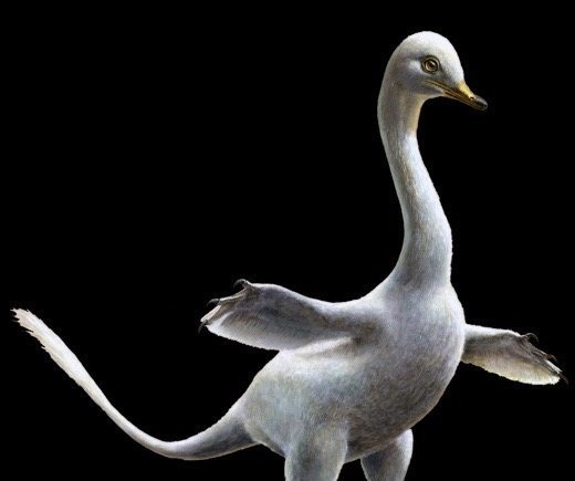 A reconstruction of <em>Halszkaraptor escuilliei</em>, an amphibious dinosaur discovered in Mongolia.