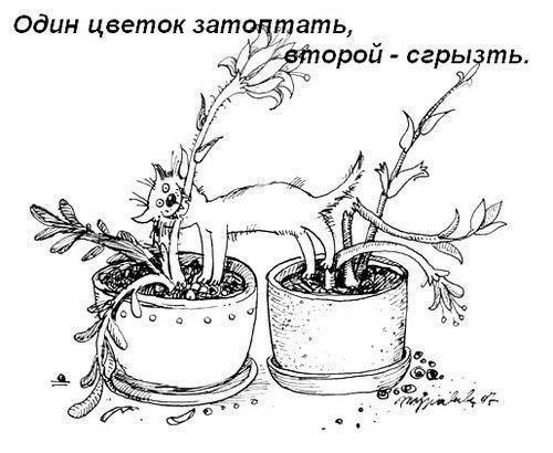 Один цветок затоптать, второй - сгрызть.