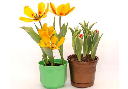 Тюльпан (Tulipa)