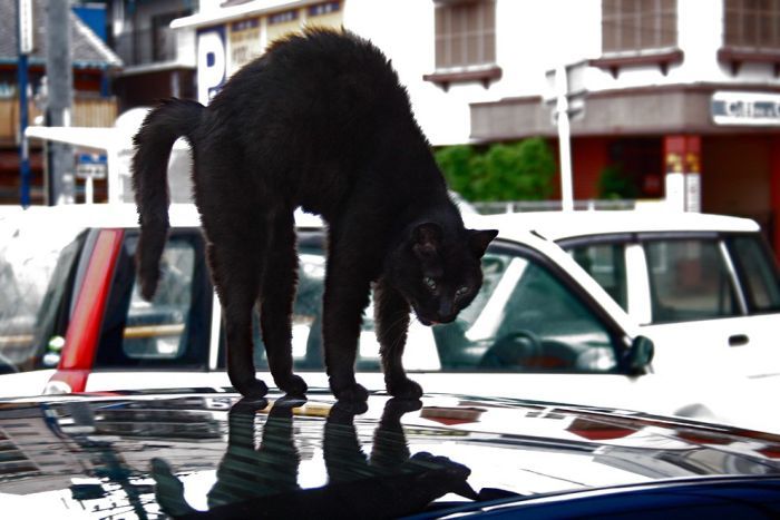 Смешные и просто красивые фотографии кошек (136 фото)