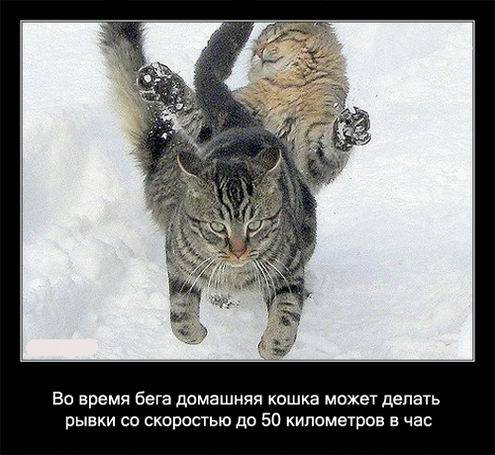 Интересные факты о кошках в картинках Интересные факты о кошках в картинках