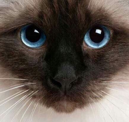 сиамская кошка